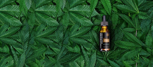 Charlotte's Web Strain Review [2020 Full Guide]